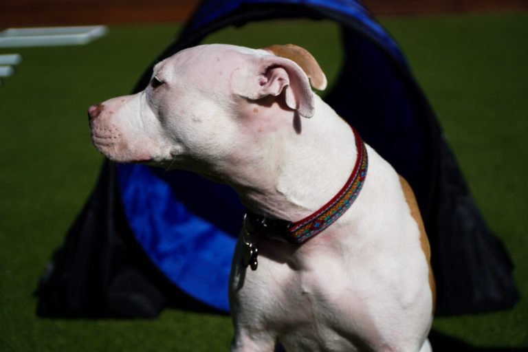 PAWS ‘N’ REC GRACE Updated August 2024 1704 W Grace St, Tampa