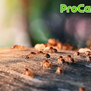 ProCare Pest Services - Pest Control Near Me - Lawrenceville, Georgia ProCare Pest Services - Pest Control Near Me - Lawrenceville, Georgia