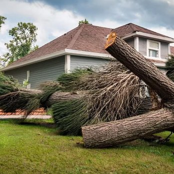 Kevin's Tree Service - Tree Services Near Me - Palm Bay, Florida Kevin's Tree Service - Tree Services Near Me - Palm Bay, Florida