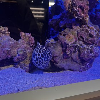 High Seas - Tank - Cannabis Dispensaries Near Me - Costa Mesa, California High Seas - Tank - Cannabis Dispensaries Near Me - Costa Mesa, California