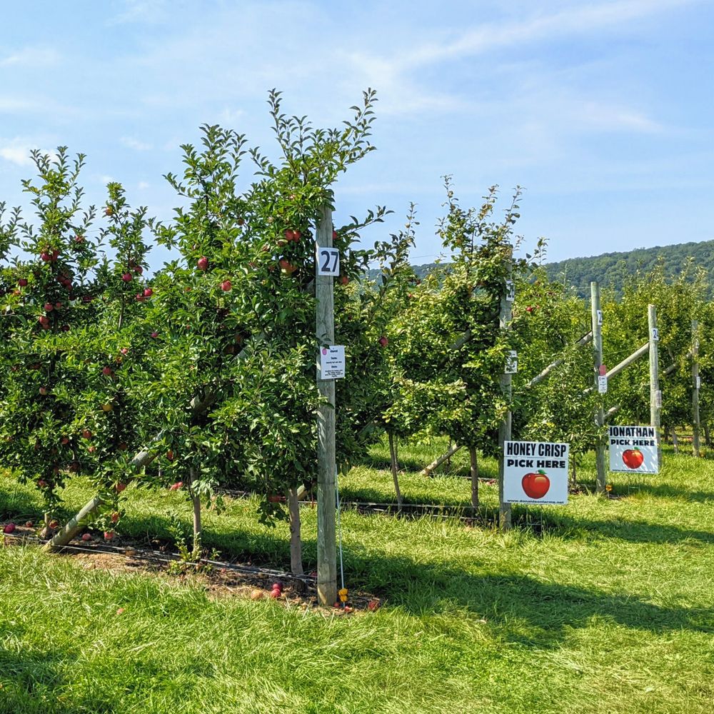 Donaldson Farms - a row of apple trees in a field - Fruits & Veggies Near Me - Hackettstown, New Jersey