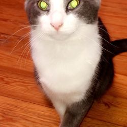 Family Pet Cremations - Hickory