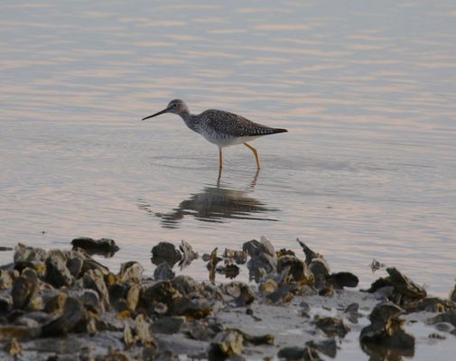 Pleasure House Point Natural Area by null