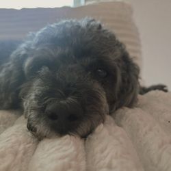 Gulfview Animal Hospital - Bailey