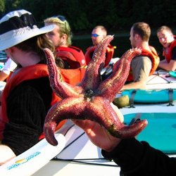 Discovery Expeditions - Looking at a starfish!