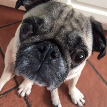 Wilton Hospital For Animals PC - She has BOTH eyeballs thanks to Dr. Greco. - Veterinarians Near Me - Wilton, Connecticut Wilton Hospital For Animals PC - She has BOTH eyeballs thanks to Dr. Greco. - Veterinarians Near Me - Wilton, Connecticut