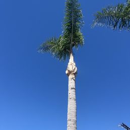Palm tree Palm tree