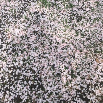 Wooster Square Park - Cherry blossom Petals everywhere , like being in a painting at Wooster Square Park - Parks Near Me - New Haven, Connecticut Wooster Square Park - Cherry blossom Petals everywhere , like being in a painting at Wooster Square Park - Parks Near Me - New Haven, Connecticut