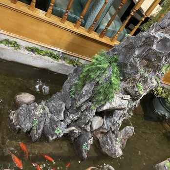 New Tin Tin Buffet - fish in a pond - Chinese Near Me - Medford, Oregon New Tin Tin Buffet - fish in a pond - Chinese Near Me - Medford, Oregon