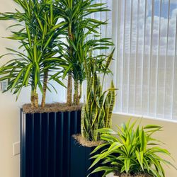 The Wright Gardner - TWG has access to some of the most unique commercial plant container designs on the market to give your office something special.