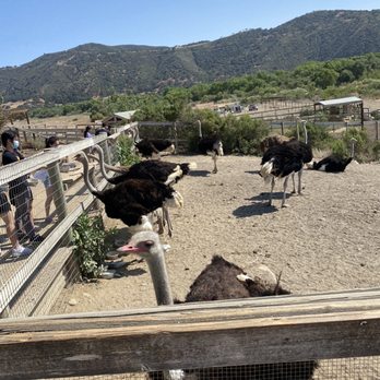 Ostrichland USA - Attraction Farms Near Me - Solvang, California