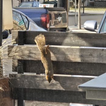 Madre - Boutique Taqueria - Keep an eye out for this squirrel - Tacos Near Me - Boise, Idaho