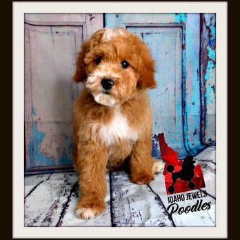 Idaho Jewels Poodles - Toooooo cute! - Pet Breeders Near Me Idaho Jewels Poodles - Toooooo cute! - Pet Breeders Near Me