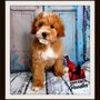 Photo of Idaho Jewels Poodles
