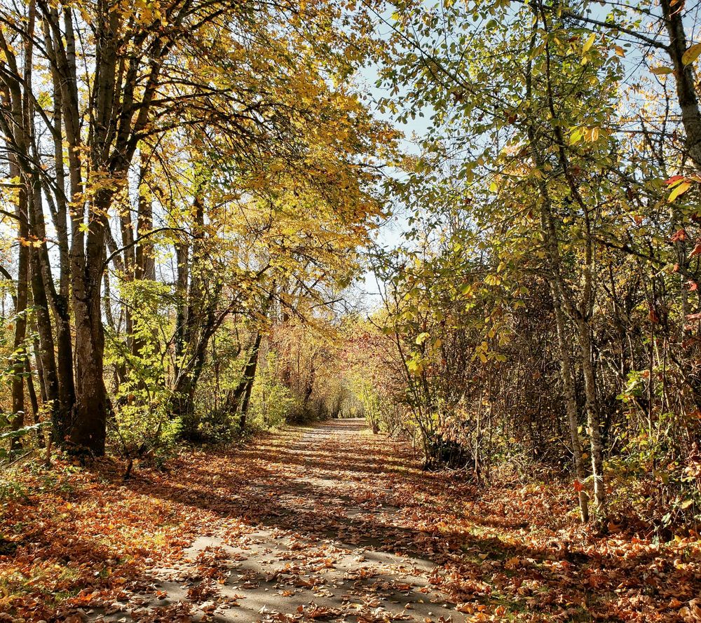 MINTOBROWN ISLAND PARK 116 Photos & 46 Reviews 2200 Minto Island
