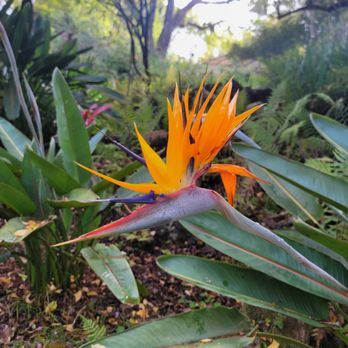Kula Botanical Gardens - Parks Near Me - Kula, Hawaii