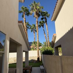 Leo Garcias Lawn Service - Before trimming of palm