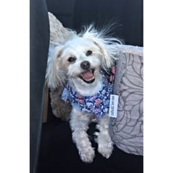 Alli Sarrow's Dog Walking & Pet Sitting - Lucy loves Ali:)