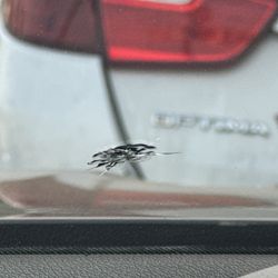 Champs Auto Glass - Quarter size crack that was growing from getting hit by a rock on the freeway