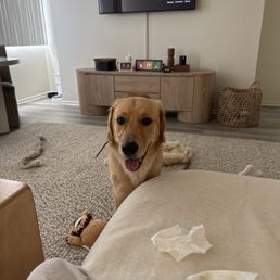 My happy Charlie back home: happy, healthy, and excited to show me all his new tricks and manners! My happy Charlie back home: happy, healthy, and excited to show me all his new tricks and manners!