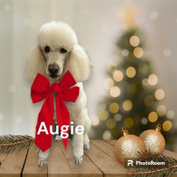 De La Pooch Boutique & Styling - augie doggie