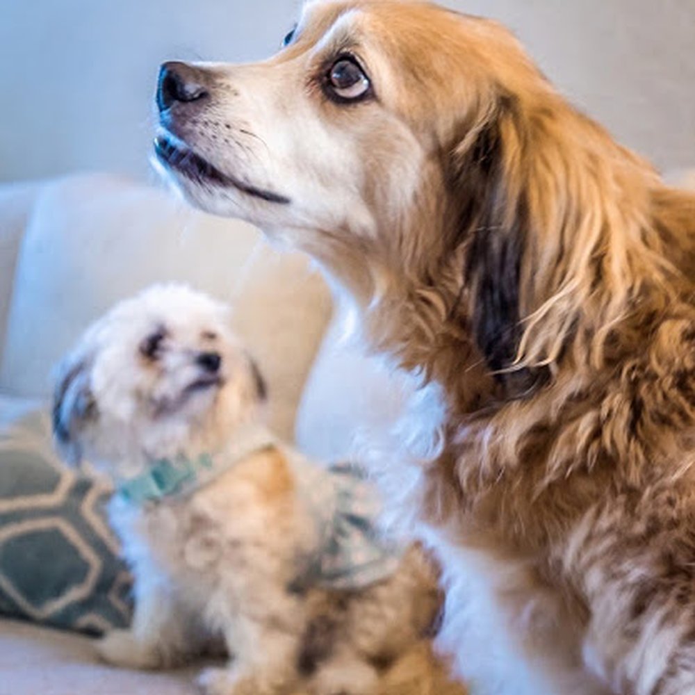 My doggies