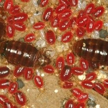 Sleep Inn Clearwater - Bed bugs - Hotels Near Me - Clearwater, Florida