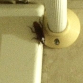 Houghs RVs - Roach in Hough RVs trailer. - RV Rental Near Me - Chuluota, Florida Houghs RVs - Roach in Hough RVs trailer. - RV Rental Near Me - Chuluota, Florida
