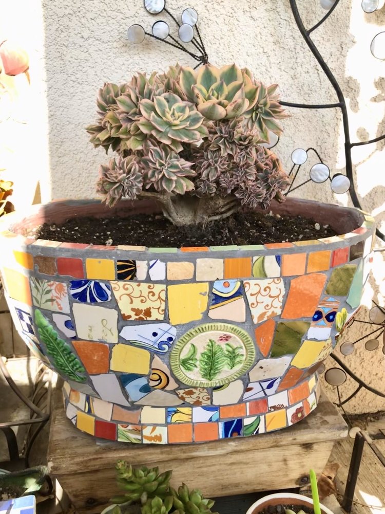 VENTURA CACTUS AND SUCCULENTS 55 Photos & 47 Reviews 1166 N Ventura