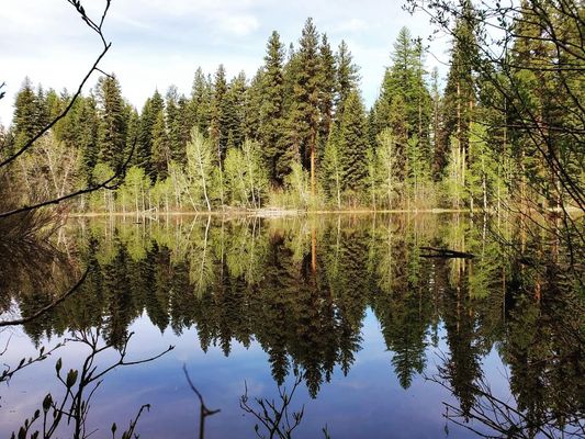 Ponderosa State Park by null