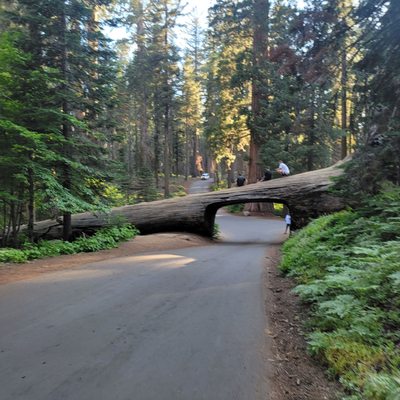 Sequoia National Park's Tunnel Log by null