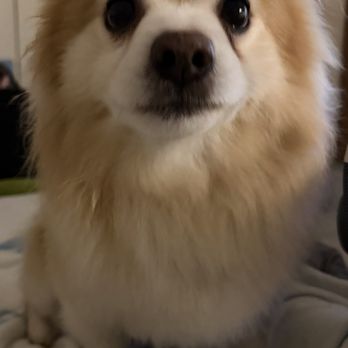 Happy Bay Paws - Clean & smell great & he is happy - Pet Groomers Near Me