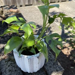 Garden Fever - Baby Monstera ($10) and pot ($10)