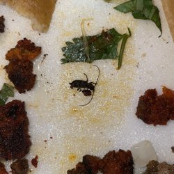 Tacos El Guero - Tacos had some extra protien.. found this little bug mixed in with the meat. You have been warned.  Campechano Taco