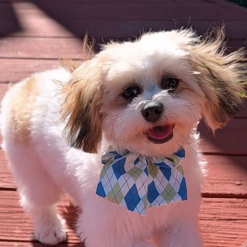 Creative Clips Grooming - This is Maya fresh from the groomer. - Pet Groomers Near Me - Benicia, California