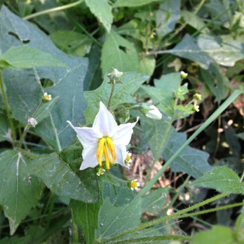 Purchase Knob - Nightshade. - Hiking Near Me Purchase Knob - Nightshade. - Hiking Near Me