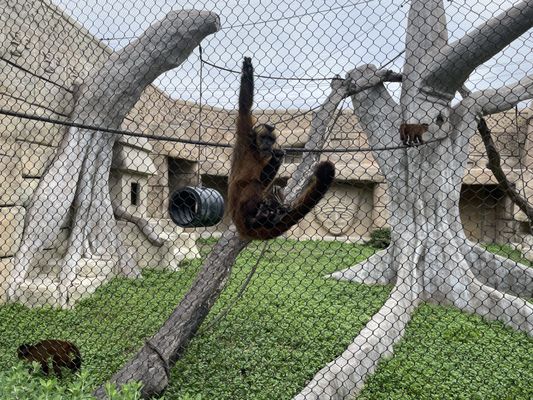 Gladys Porter Zoo by null