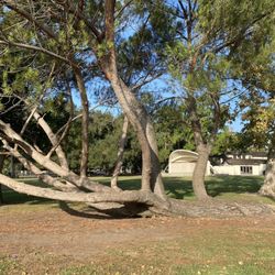 Memorial Park - The climbing tree