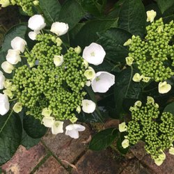 Newman's Nursery and Gardens
