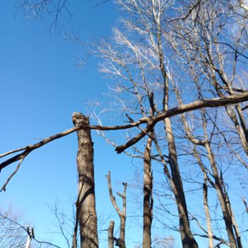 Triple P Tree King - Tree Services Near Me - Bent Mountain, Virginia Triple P Tree King - Tree Services Near Me - Bent Mountain, Virginia