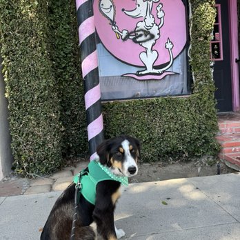 Tender Touch Grooming - After grooming - Pet Groomers Near Me - Granada Hills, California Tender Touch Grooming - After grooming - Pet Groomers Near Me - Granada Hills, California