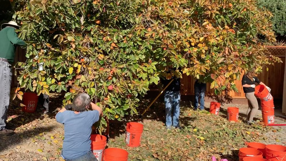 Village Harvest Logo