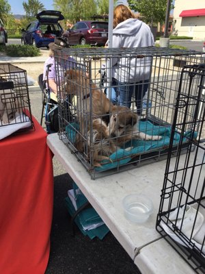 Murrieta Farmer’s Market by null