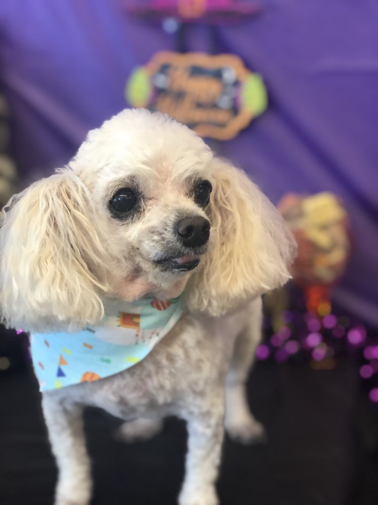 SOUTHERN PARADISE PET SUPPLY & SALON Updated April 2024 22 Photos