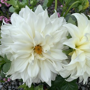 Briggs Nursery & Tree - Dahlia - Nurseries & Gardening Near Me - Vista, California