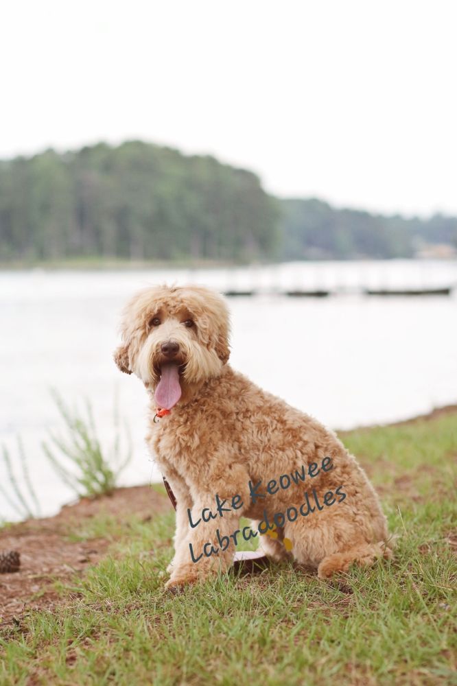 LAKE KEOWEE LABRADOODLES Updated August 2024 Seneca, South Carolina