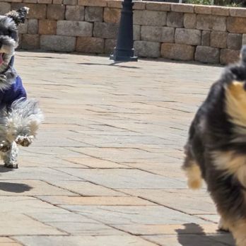 Biggest Little Doggy Care - Pet Boarding Near Me