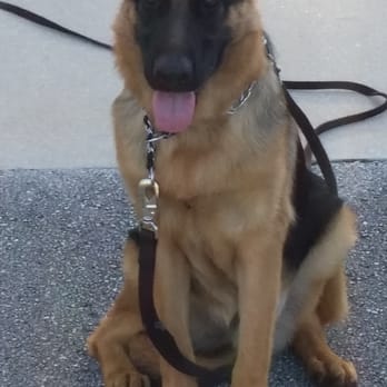 Third Day Dog Training - Young German Shepherd in training for advanced obedience. His name is Baron. - Pet Training Near Me Third Day Dog Training - Young German Shepherd in training for advanced obedience. His name is Baron. - Pet Training Near Me