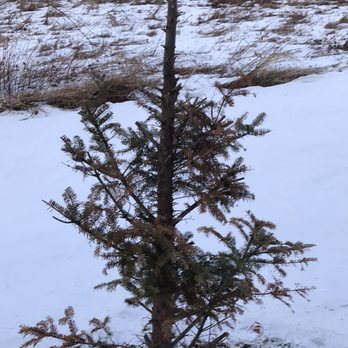 Delanson Gardens - Arborists tried to save this one. Still in ICU....Update:died anyway - Gardeners Near Me - Delanson, New York Delanson Gardens - Arborists tried to save this one. Still in ICU....Update:died anyway - Gardeners Near Me - Delanson, New York