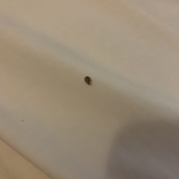 Disgusting bed bugs this size and larger all over pillows and bedding Disgusting bed bugs this size and larger all over pillows and bedding